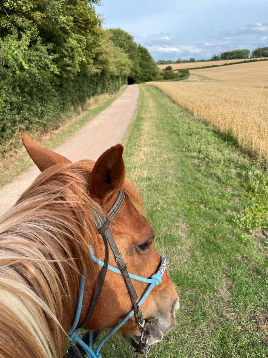Horse friendly cottage St Neots