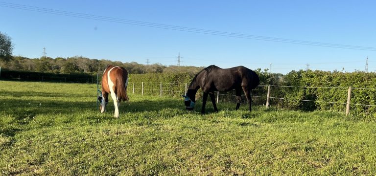 Horse friendly holiday